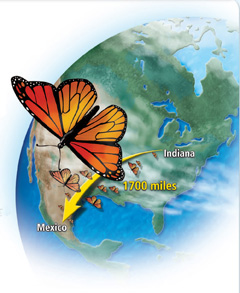 A monarch butterfly flying from Indiana to its winter home in Mexico will cover 1700 miles.