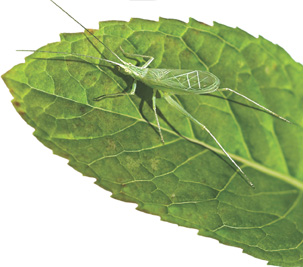 A cricket on a leaf.