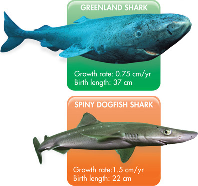 Two diagrams. A Greenland shark has a growth rate of 0.75 centimeters per year, and a birth length of 37 centimeters. A spiny dogfish shark has a growth rate of 1.5 centimeters per year, and a birth length of 22 centimeters.