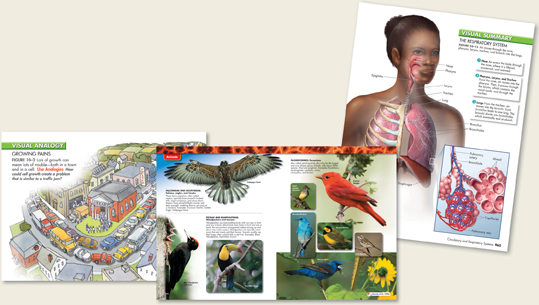 Instructional visuals to help student understand the concepts of Analogies, Summaries, and Diversity of life.