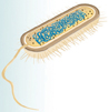 A prokaryotic cell.