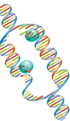 A DNA sample.
