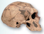 A human skull.