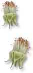 An example of protists.