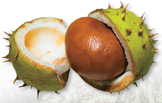 Longan fruit.
