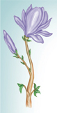 Illustration of a flower.
