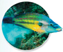 A fish.