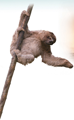 A primate on a tree.