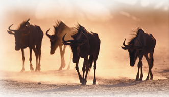 A herd of wildebeest.