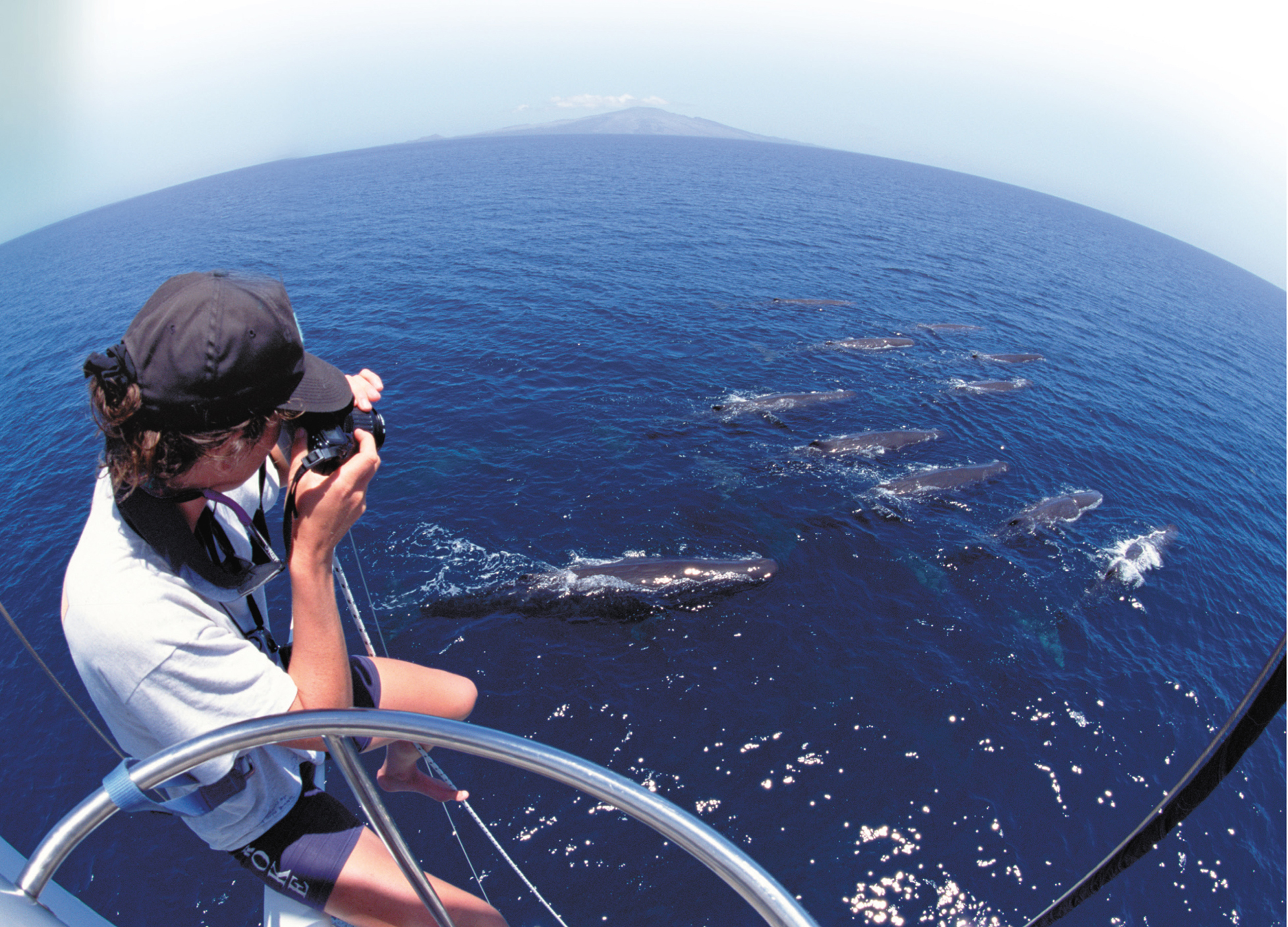 A scientist photographs whales swimming in the ocean.