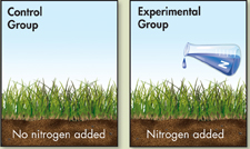 Two  images of plots representing control and experimental group.  The image depicts nitrogen being added to the experiment group plot and  no nitrogen added to the control group plot.

