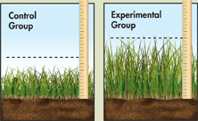 An illustration that shows the height of the marsh grass being measured with a scale in both the control and experimental groups. 
The grass is taller in the experiment group than in the control group. 
