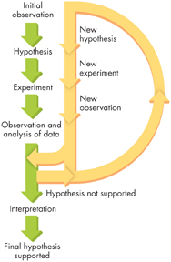 A flowchart showing the steps involved during an investigation before a final hypothesis is supported.