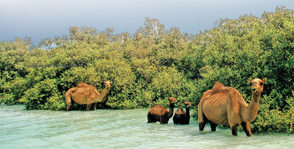 Camels in a mangrove swamp.