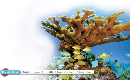 Coral growing underwater and a shoal of yellow fish swimming near it. 