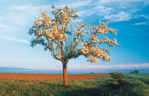 An apple tree full of blossoms.