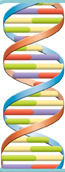 The illustration of a segment DNA chain.