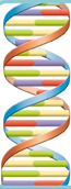The illustration of a segment DNA chain.