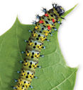 A caterpillar feeds on a mulberry leaf.