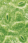 A micrograph of specialized cells on leaves.