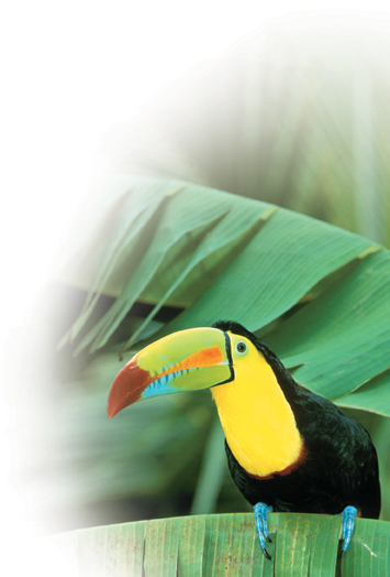 A colorful keel-billed toucan.