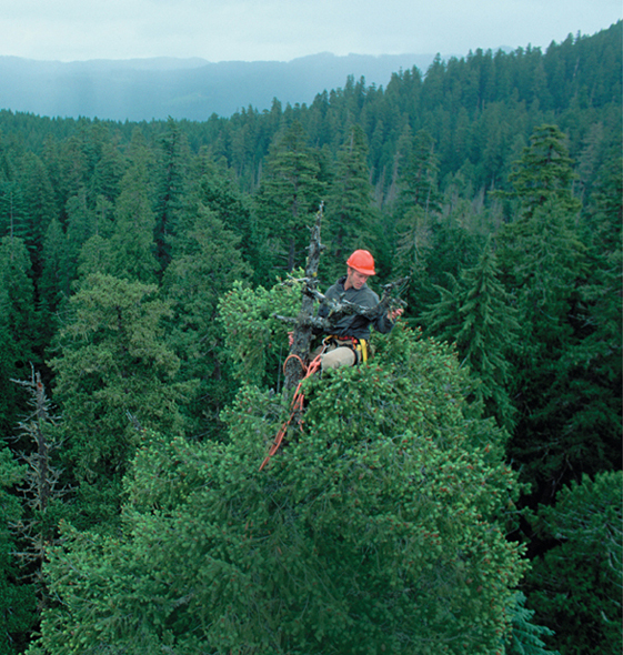 A scientist examines lichen on the top of a fir tree in a dense forest.