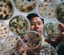 A plant biologist analyzes samples placed in petri dishes on a table.