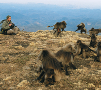 A wildlife scientist studies a group of baboons.