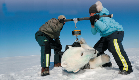 Two scientists weigh a polar bear.