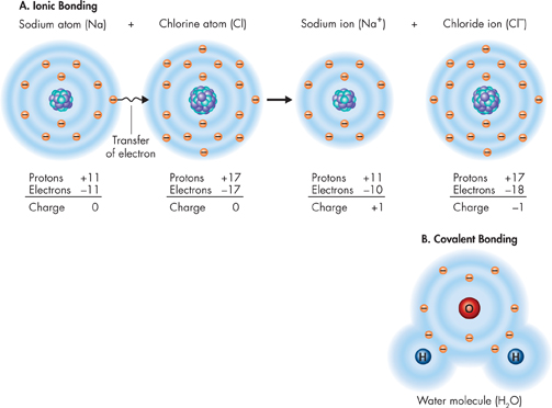 An illustration of the ionic bond formed in sodium chloride  and the covalent bonds formed in water molecules.