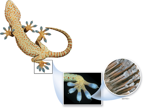 A photograph shows the underside of a gecko lizard. The underside of the foot is zoomed to show it covered by minute hair like projections.