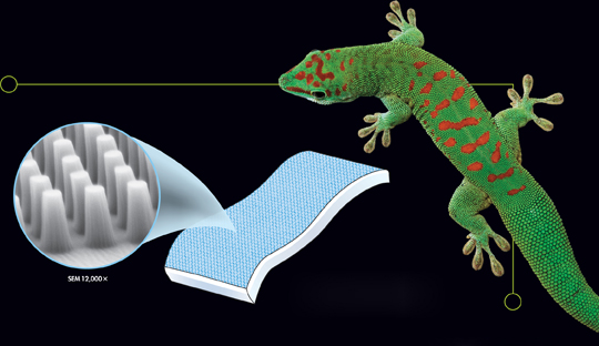A picture of the gecko and the illustration of the surface of a bandage.  A section of the bandage is zoomed to show minute projections on its surface.