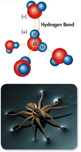 An illustration showing the cohesion of water molecules and the image of a raft spider on water.