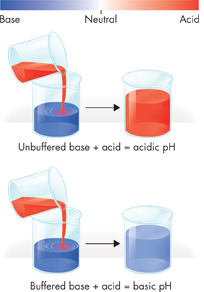 An illustration showing the resultant change in pH:
First equation: Unbuffered base plus acid is equal to acidic pH.
Second equation reads: Buffered base plus acid is equal to basic pH.