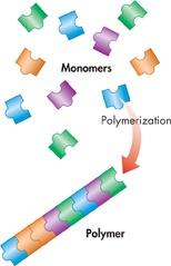 An illustration shows the process of polymerization. Several monomers join together to form a polymer.