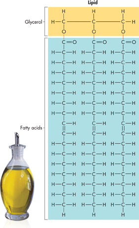 Chemical structure of two types of lipids: Glycerol and Fatty acids are show along the example of olive oil which a type of lipid. 