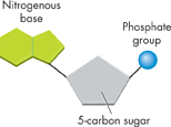 A nucleotide has a 5-carbon sugar, a phosphate group, and a nitrogenous base.