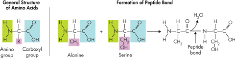 Structural formula of amino acids and the formation of peptide bond.
Amino acids are made up of amino group, carboxyl group and variable R-group. 
Formation of peptide bond equation given, 'Alanine plus Serine forms a peptide bond'.