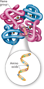 An illustration of the structure of protein. The purple and blue strands show the Heme group and the strand in the inset image shows the amino acids. 