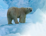 A polar bear stands on an ice glacier.