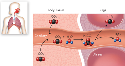 Chemical reaction to remove carbon dioxide: Carbon dioxide enters the blood; it reacts with water to give carbonic acid. Carbonic acid dissolves to give carbon dioxide and water. The blood then carries carbon dioxide gas to the lungs.