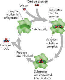 An enzyme catalyzed reaction show using a cyclic diagram. 