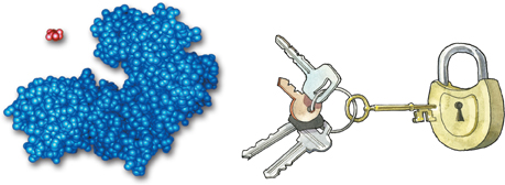 A visual analogy shows the binding of a substrate to an active site of an enzyme compared to that of a lock and keys.