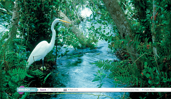 A Great White Egret stands in water among plants.