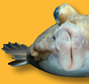 A winter flounder.
