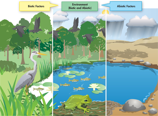 The illustration of biotic and abiotic factors that combine to form the environment.