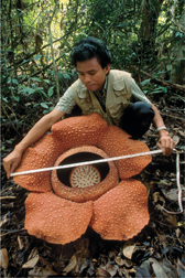 A man measures the width of a giant Rafflesia flower.