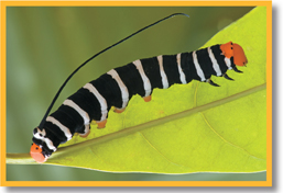 A caterpillar feeds on a leaf.