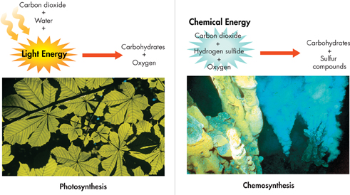 Two chemical equations represent the difference and similarities between the process of Photosynthesis and Chemosynthesis using the example of plants and sulfur bacteria respectively.