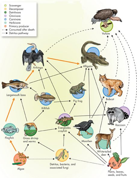 An illustration shows the linkages between  different components of a food web.